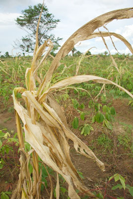 The plants have withered and will not produce any harvest